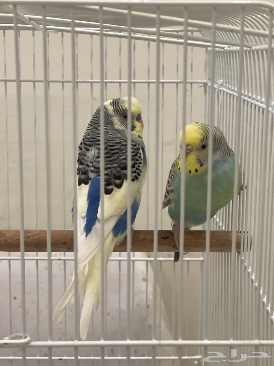 Healthy Pair of Budgies, Price 10064402063953154112