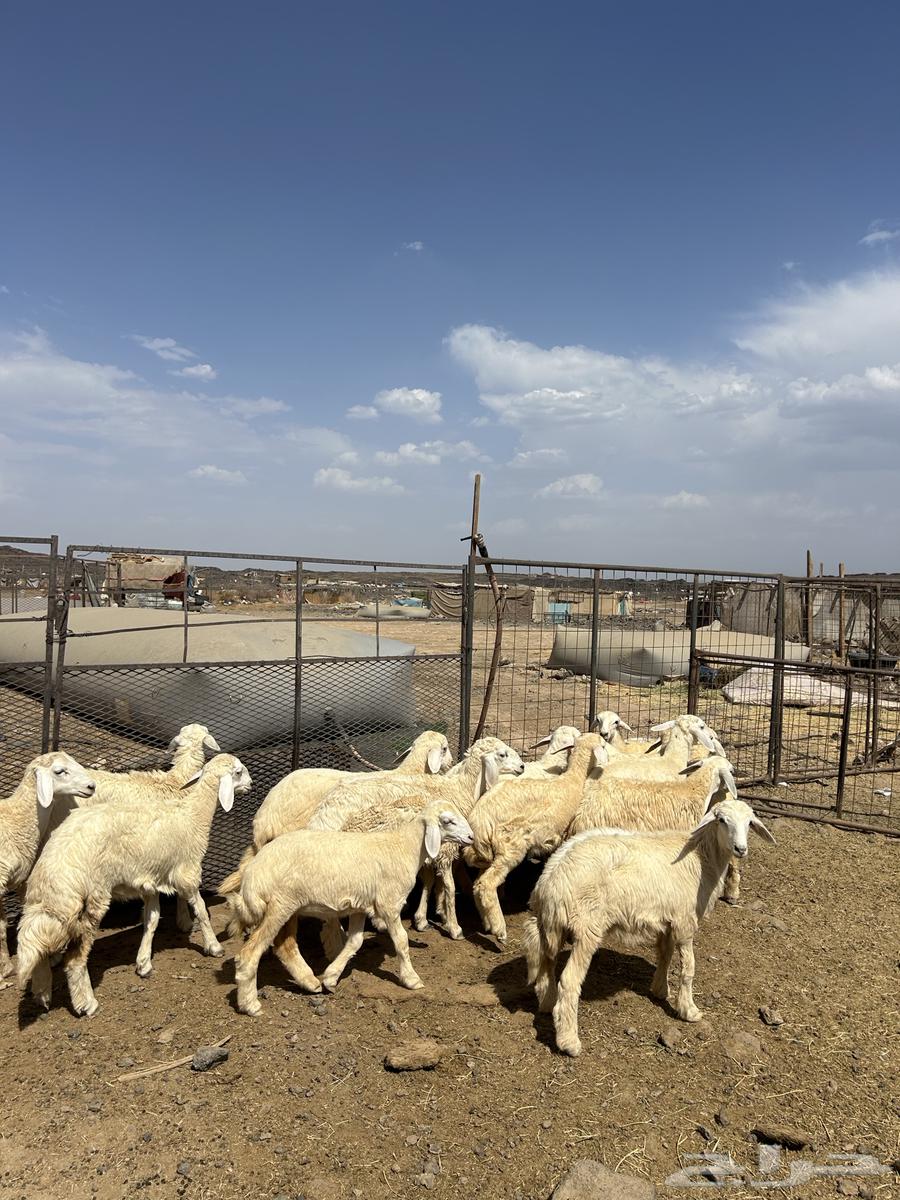 رخال حريات الحد ( 990 )64381301487619113