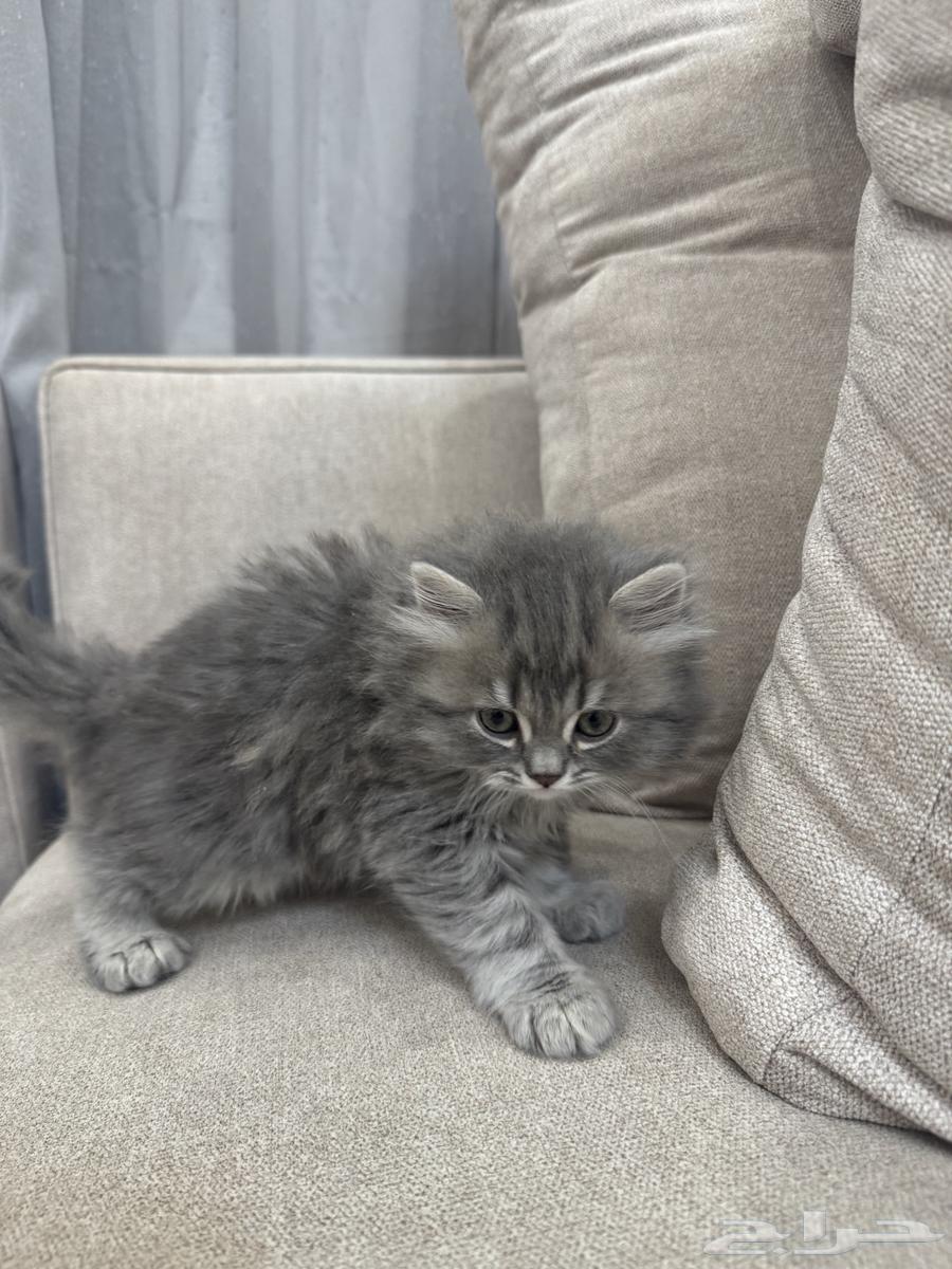 قط للبيع64389599061123111