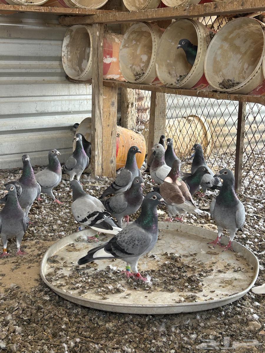 حمام زاجل سباق للبيع وفيه شي مش محجل64385466846081112