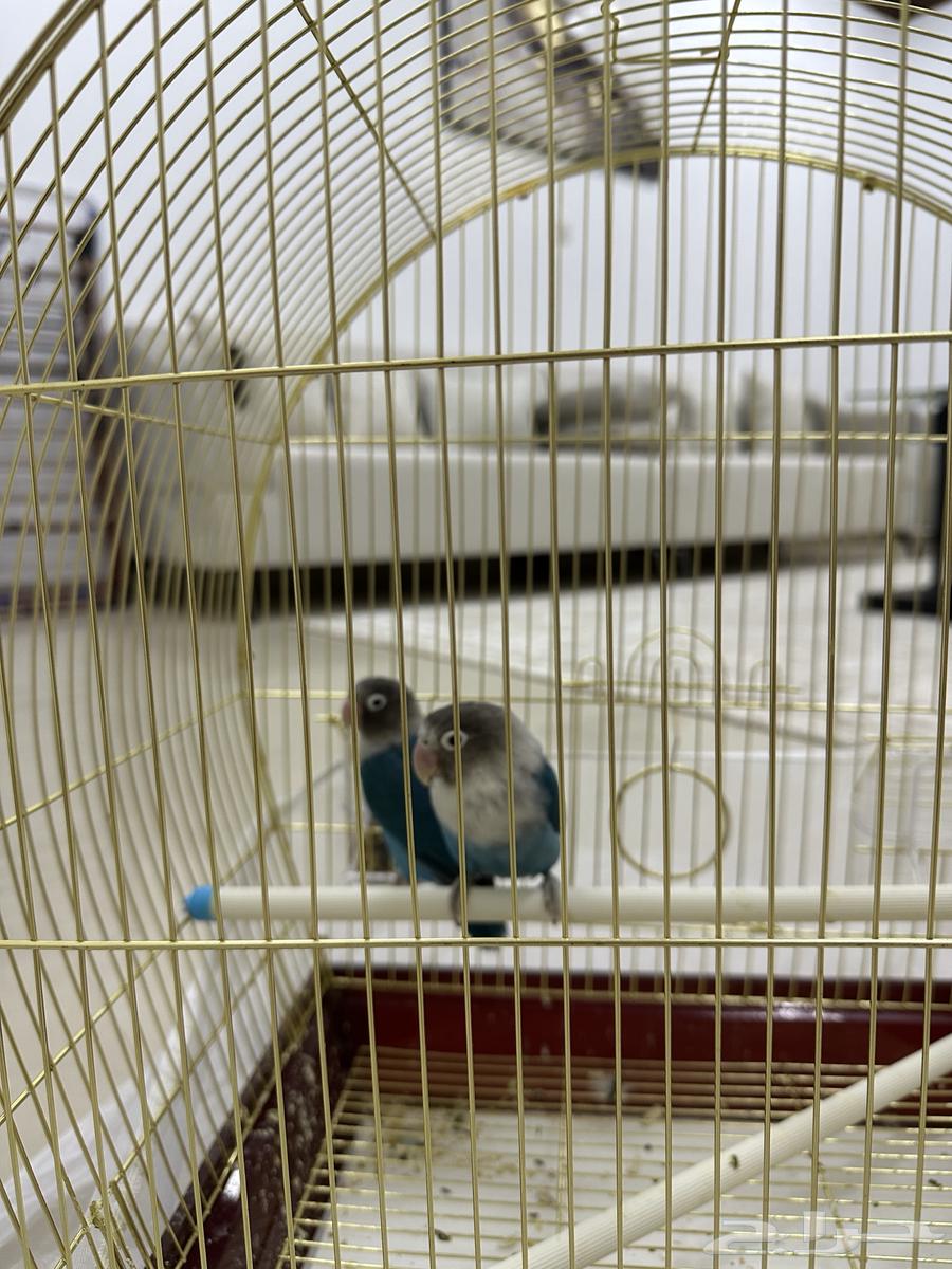 طيور فيش (جوز)64392128049025110