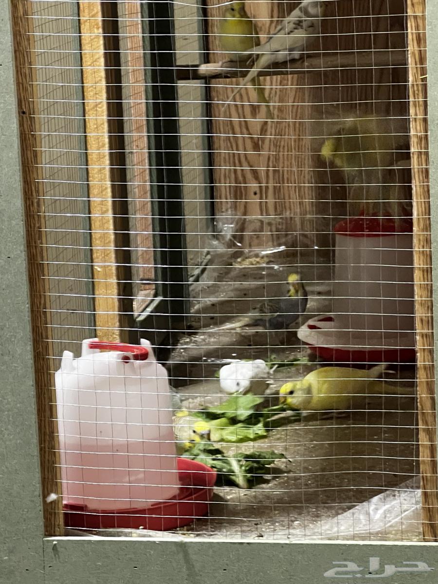 Al-Huwta Al-Sudayr64385244252930114