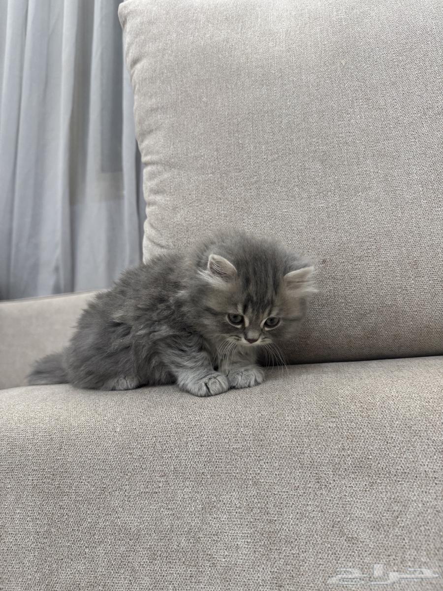 قط للبيع64389599061123112