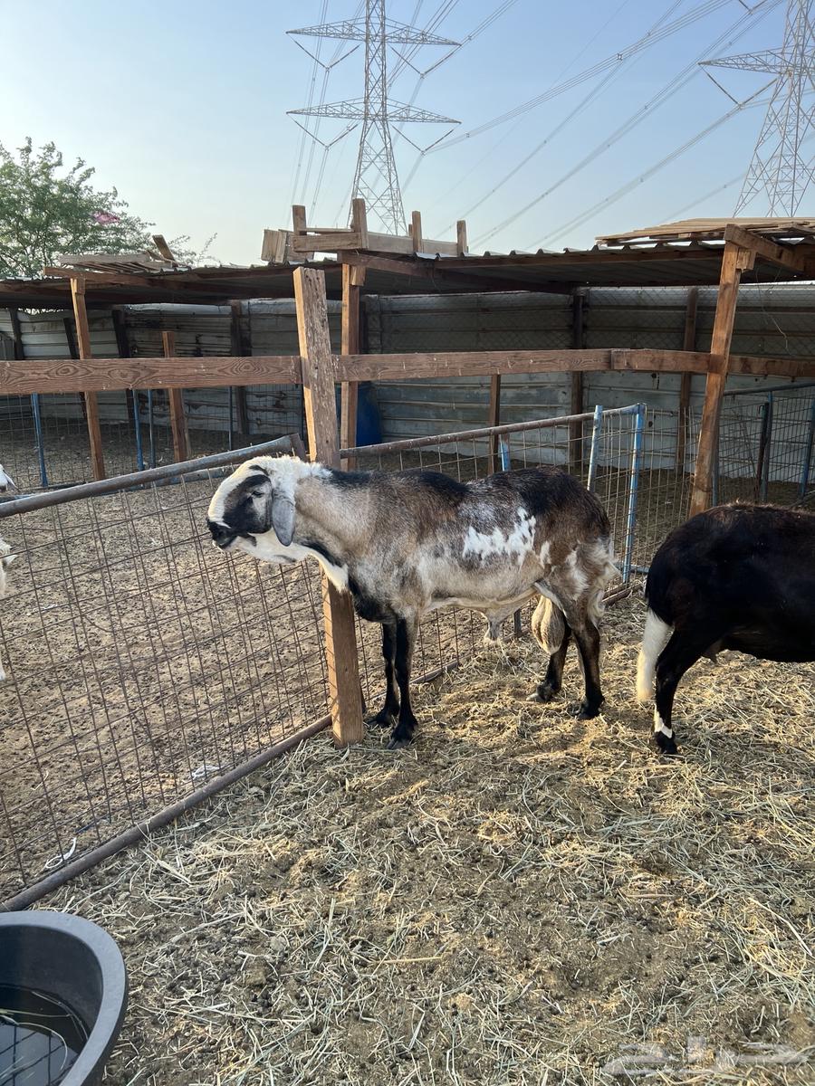 نعجةمعها طلي والثانية على وشك ولادة وفحل دورماني64390678929665114