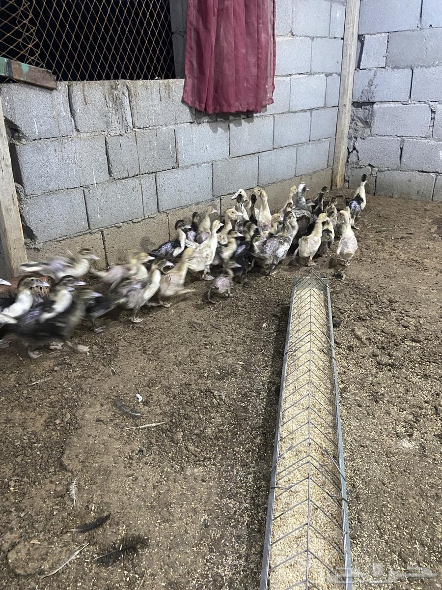 فروخ بط مصري بح64379414052354110