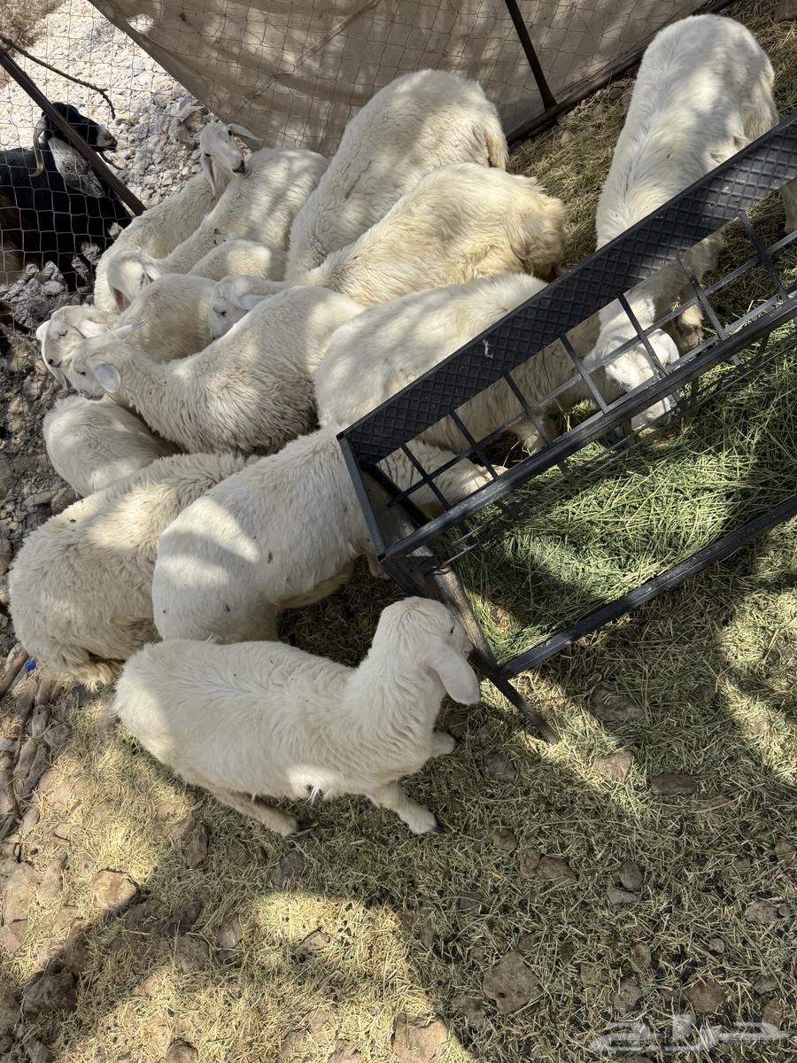 رخال حريه64382983859969111