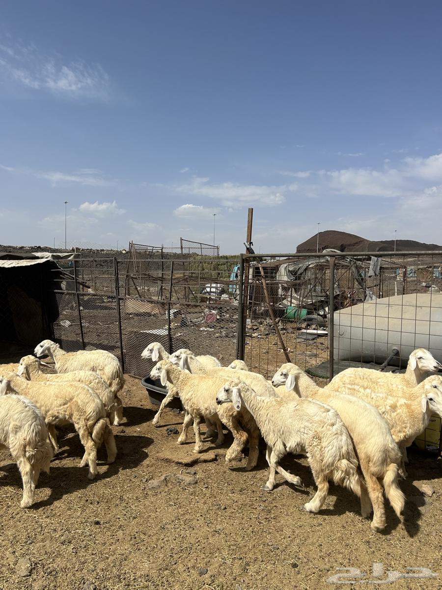 رخال حريات الحد ( 990 )64381301487619111