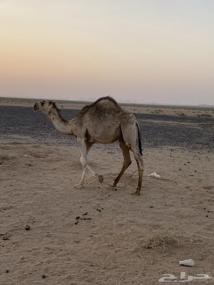 Extended sitting64379891373313110