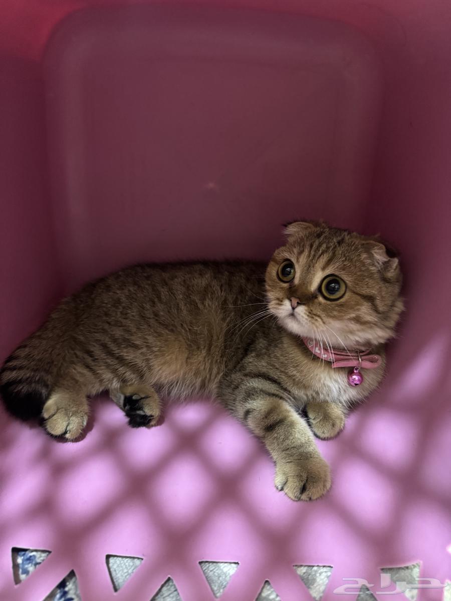 قطط سكوتش فولد64390788313346113