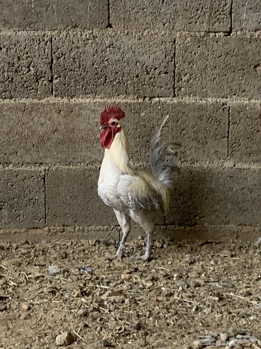 ثلاث ديك فيومي64385439721731110