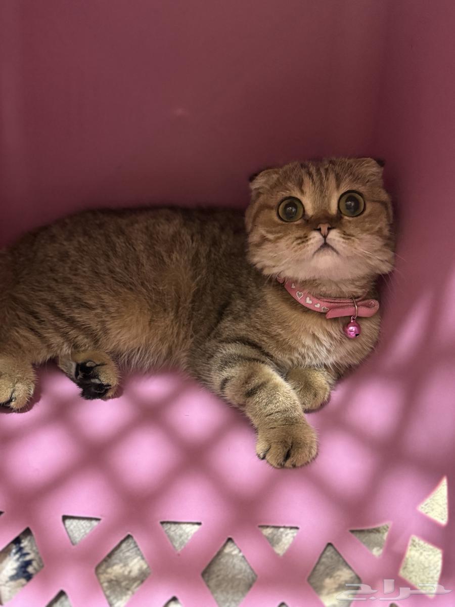 قطط سكوتش فولد64390788313346114