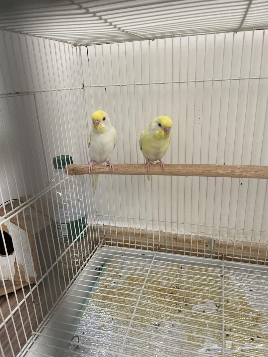 زوج روز انتاج للبيع64383981221379111