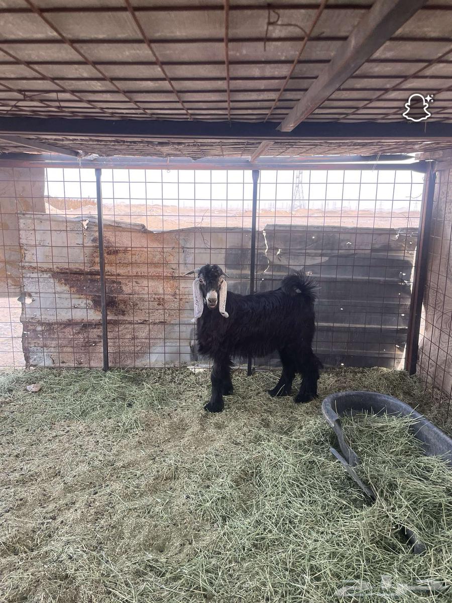 تيس للبيع64388343548545110