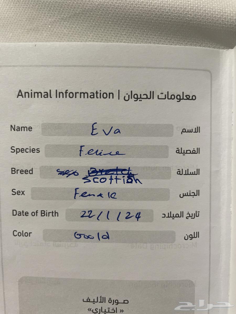 قطط سكوتش للبيع64378105543043111