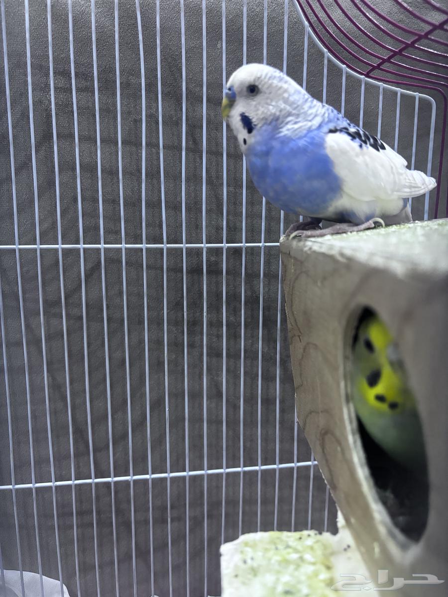 جوز طيور الحب بادجي64382349058691111