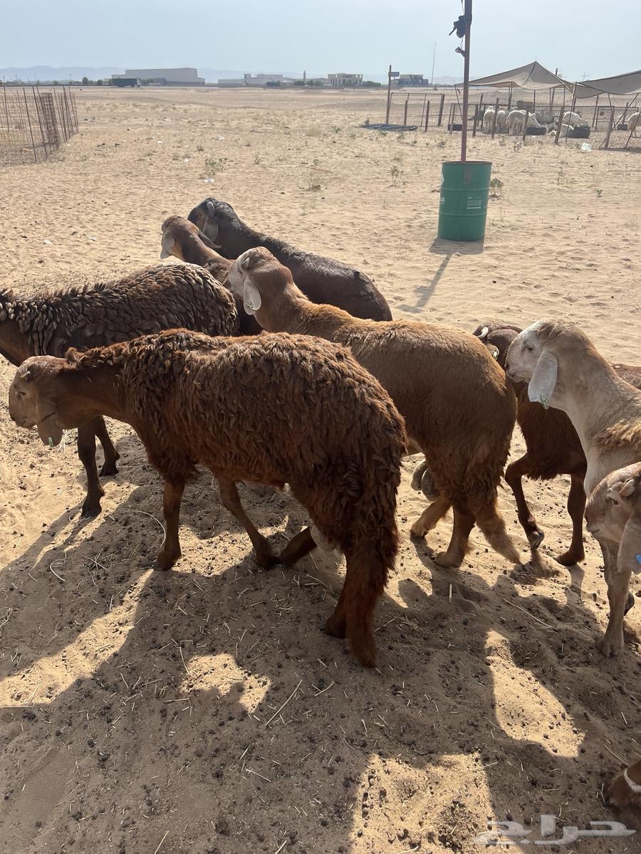 You have an occasion and want to look good? 11 Sudanese goats64381287275779112