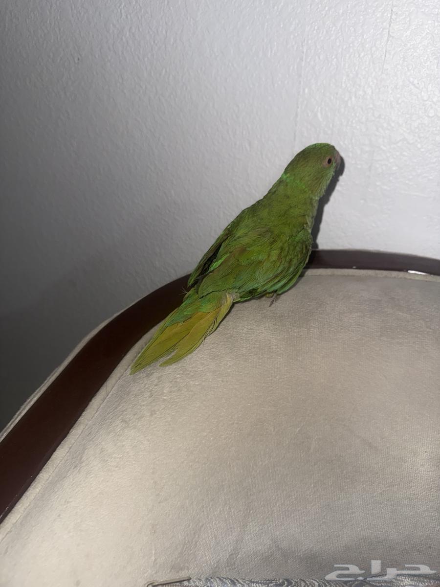للبيع ببغاء دره هندي64380833360643114
