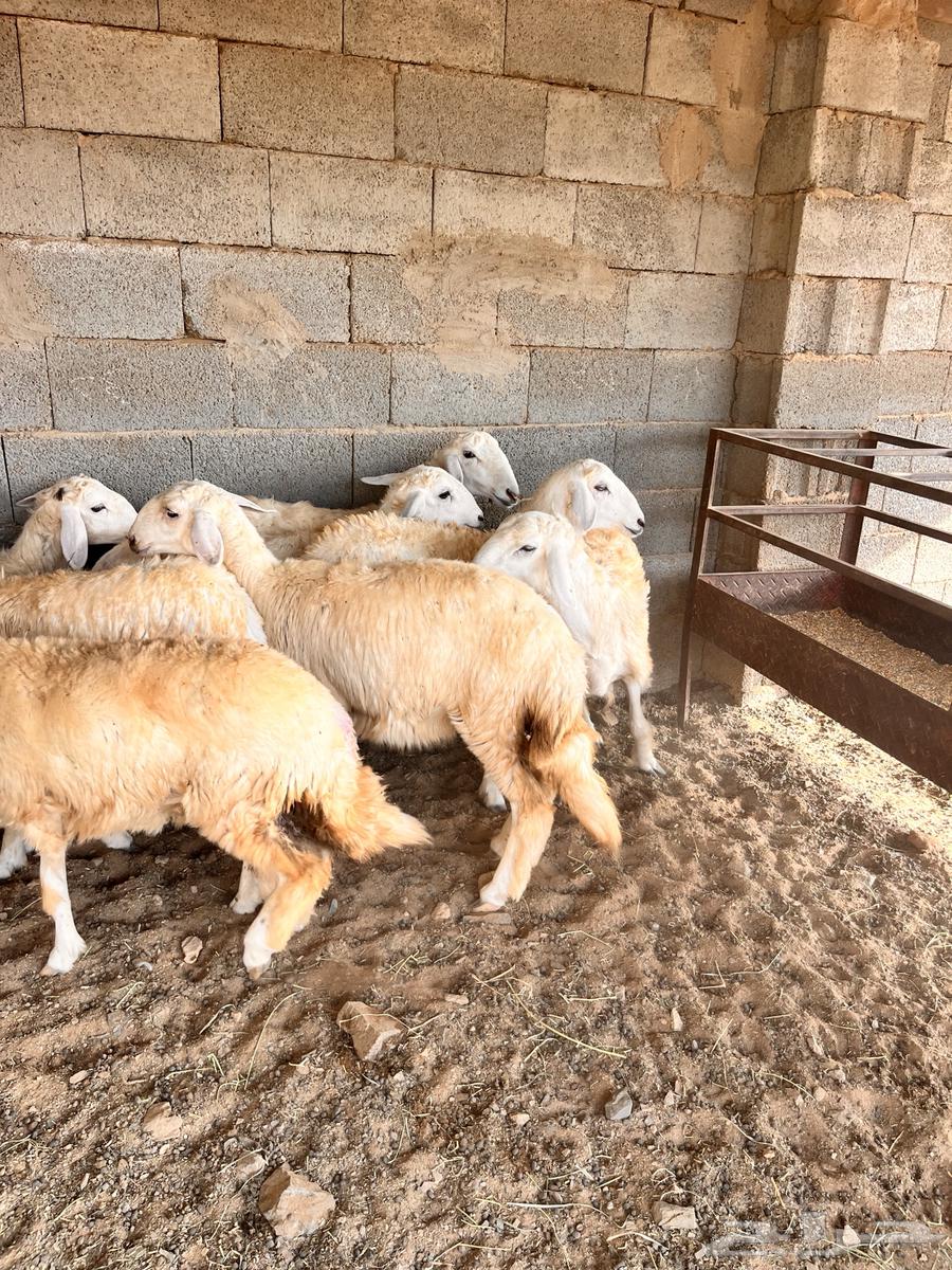 Eight sheep for sale for slaughter or breeding64381699183874111