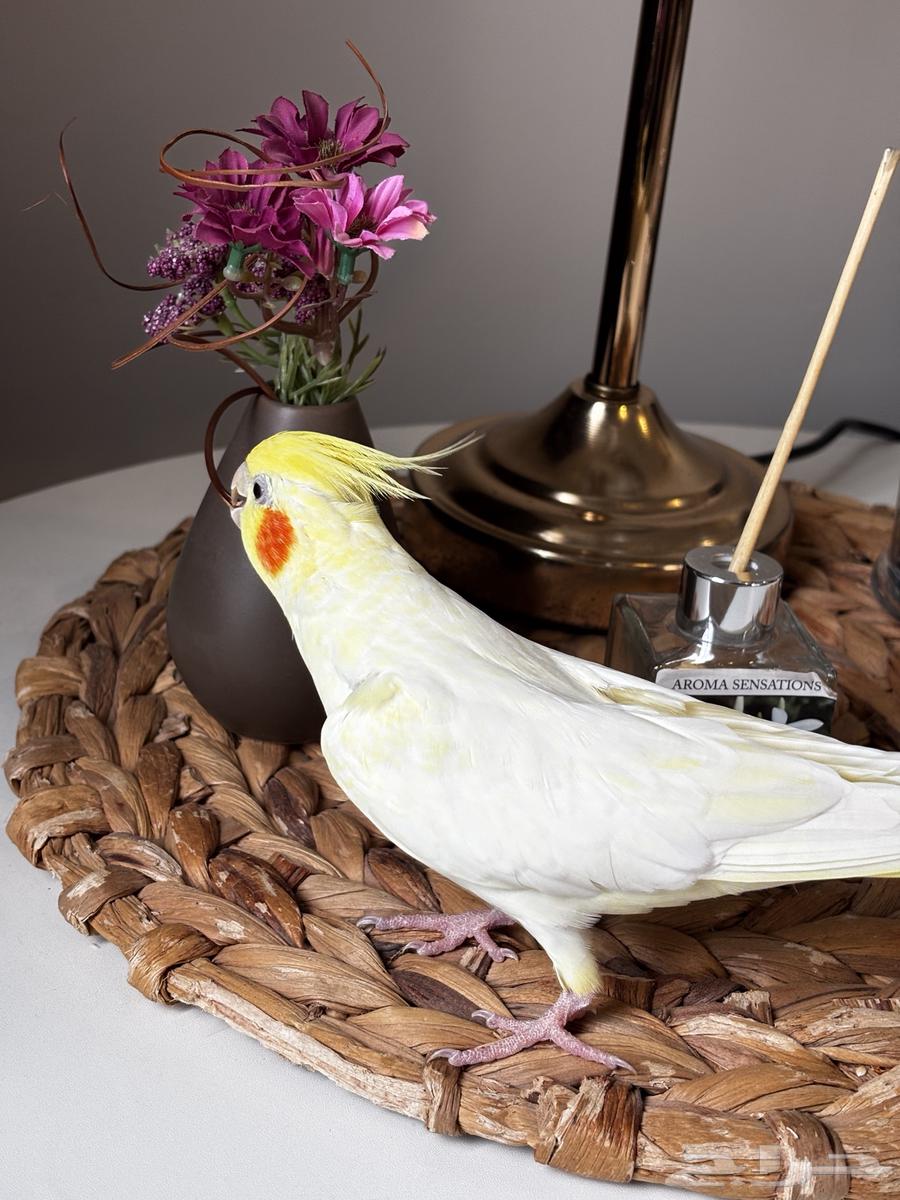 انثى كروان لاتينو اليفه64387676394881114