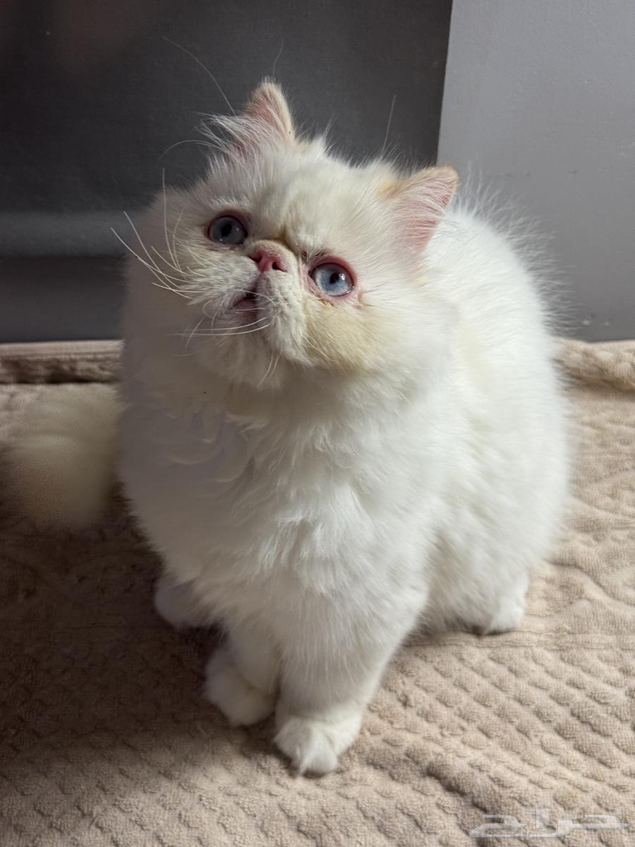 قط بيكي فيس للبيع64381684875905110