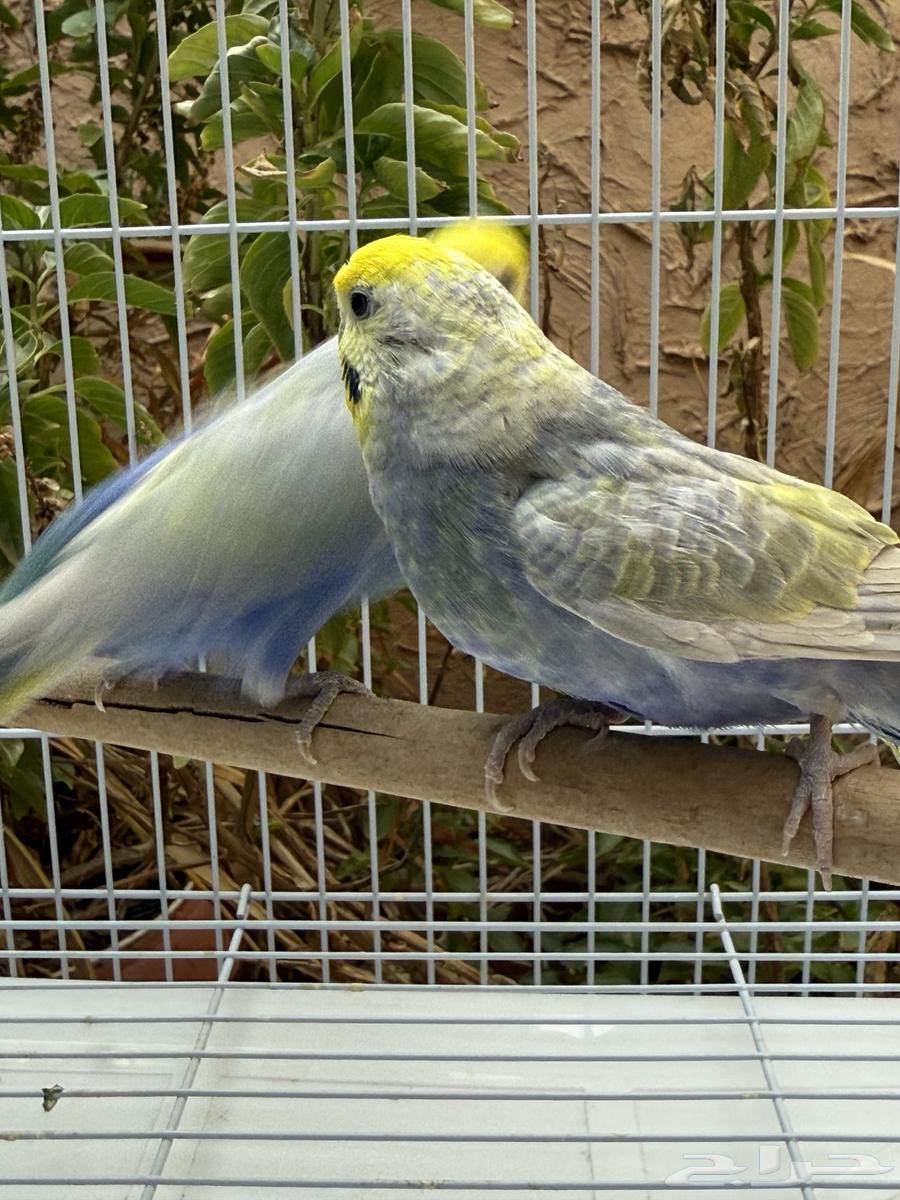 جوز بادجي ريمبو64387662713089110