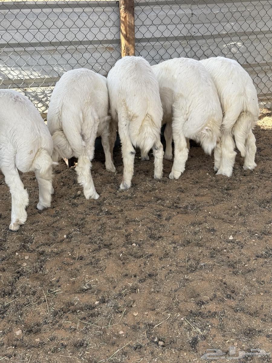 ذبايح حري للبيع64389750597379114