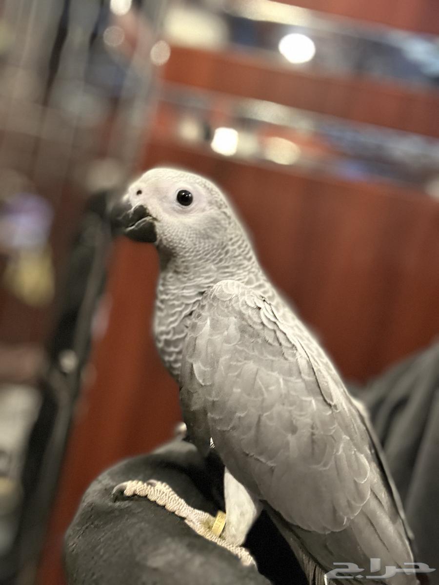 العمر 6 شهور أليف جدا وهد د للبيع 450064387243761410110