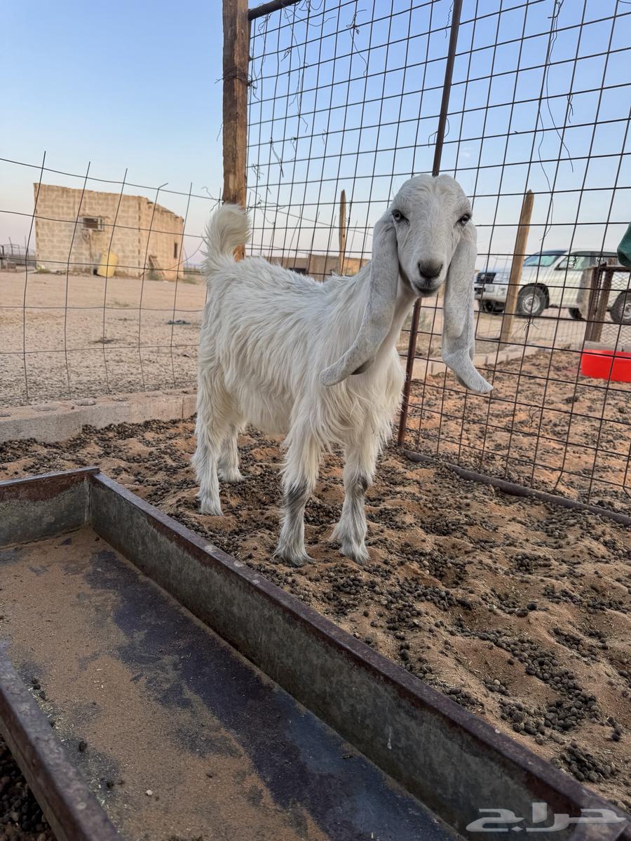 Jafar64387452962563112