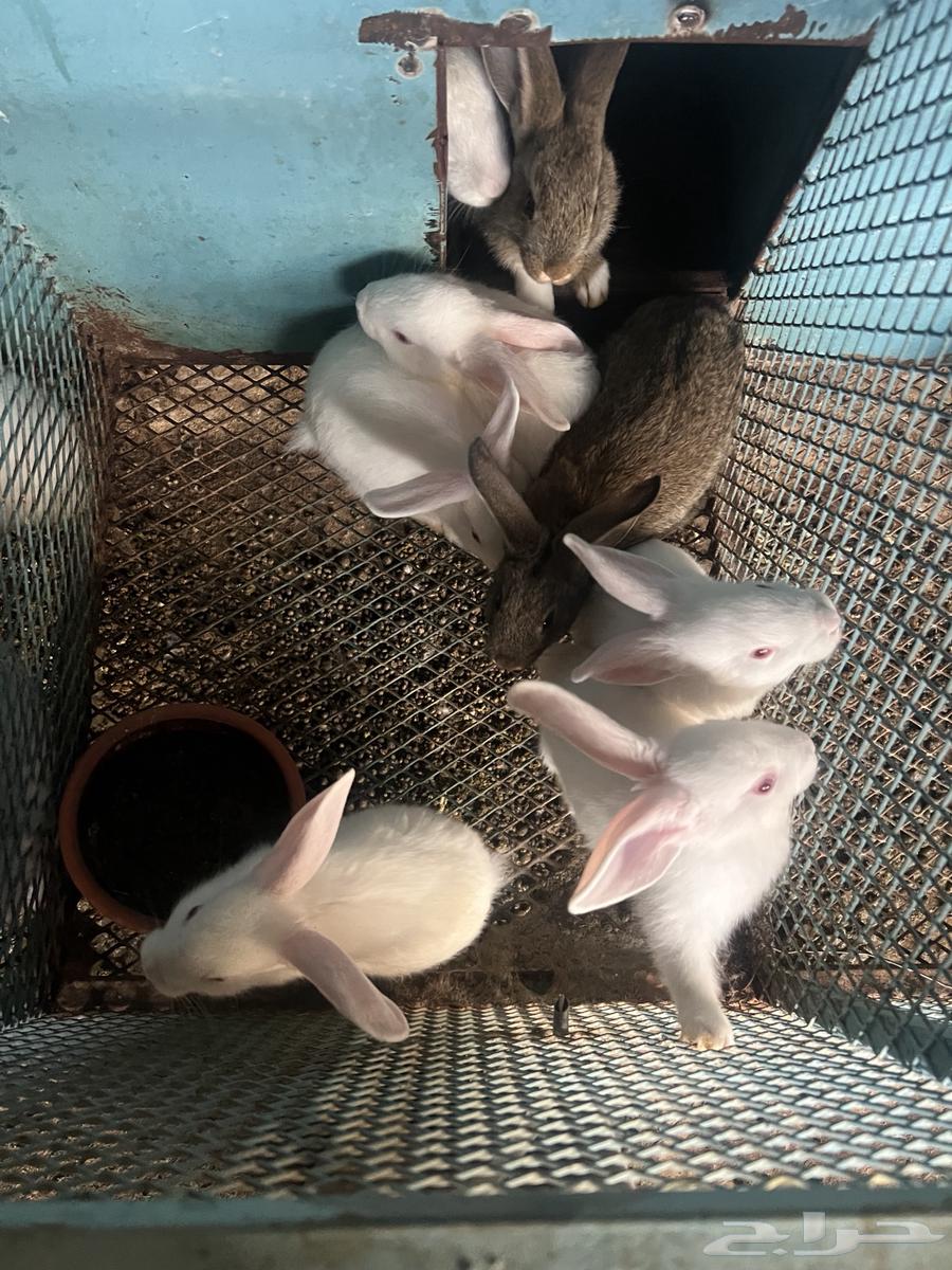 ارانب منتجة للبيع64382749253761111