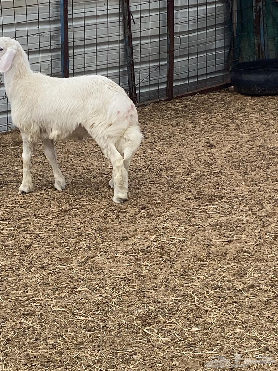 للبيع طلي64385621018115112