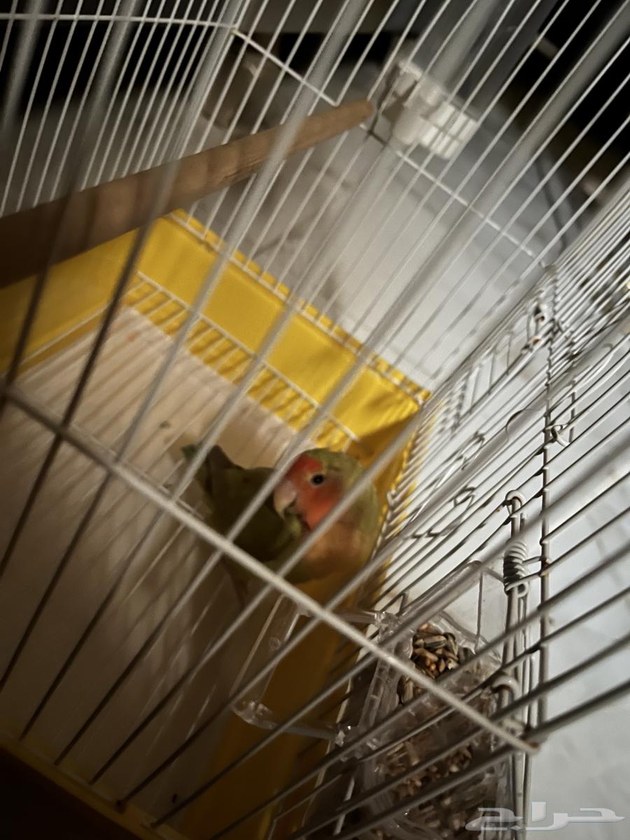 طير روز الخرج أليف64378803626242110