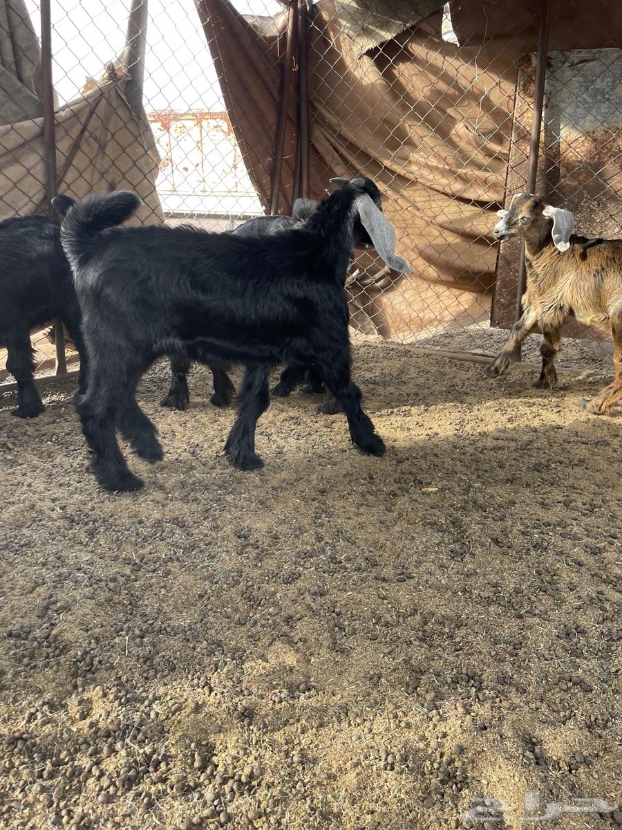 تيوس تم البيع64384092217091113