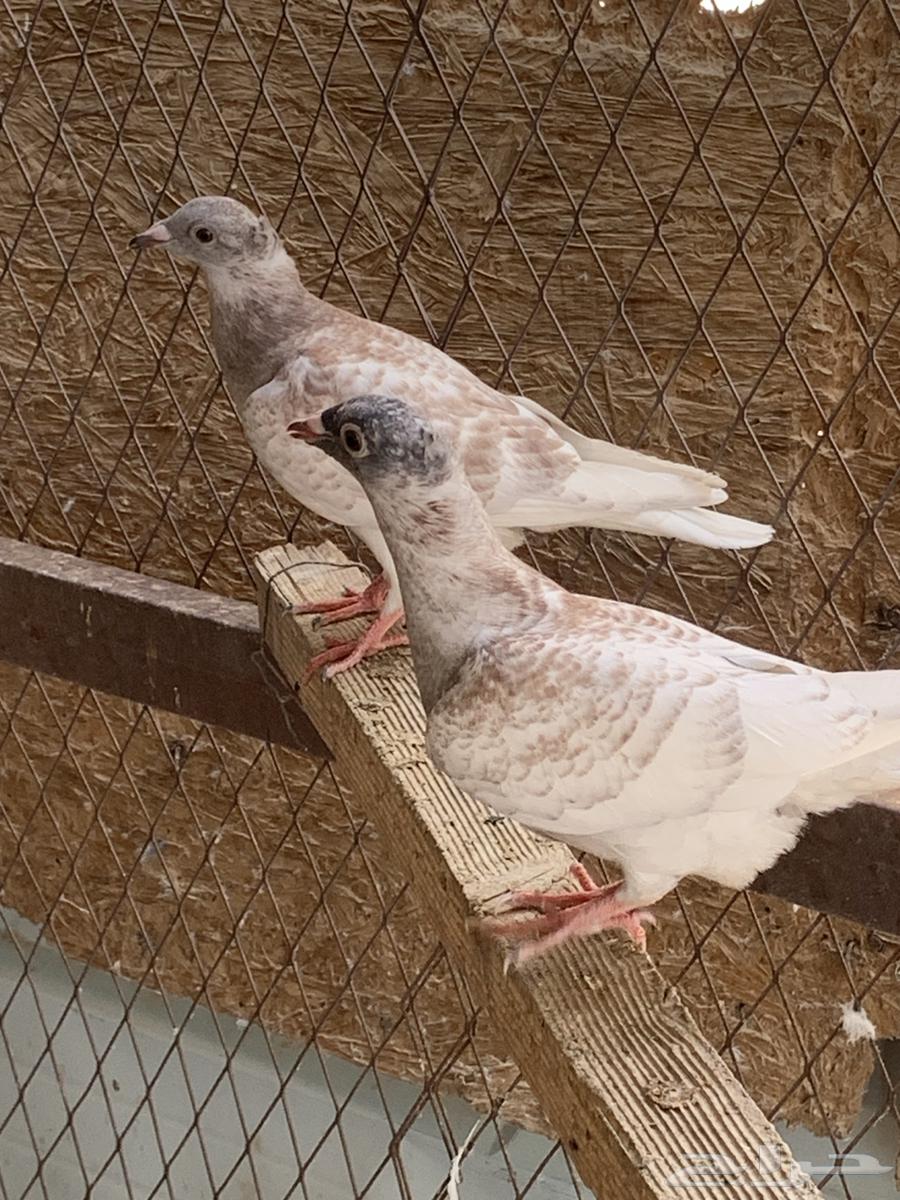 زاجل مميز للبيع ( طبات )64381588955778110