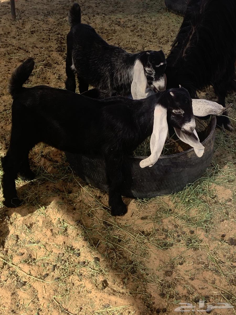 البدايع64380566013185110