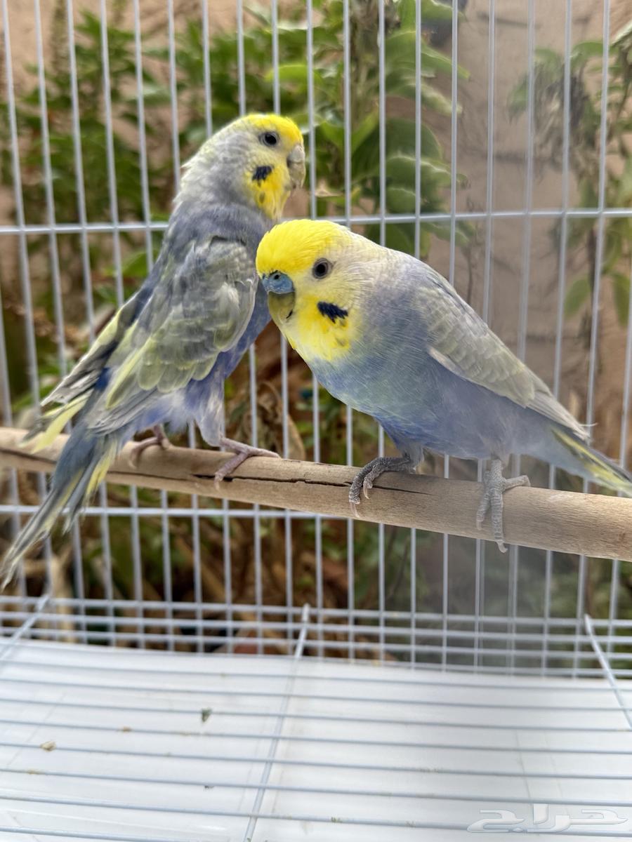 جوز بادجي ريمبو64387662713089111