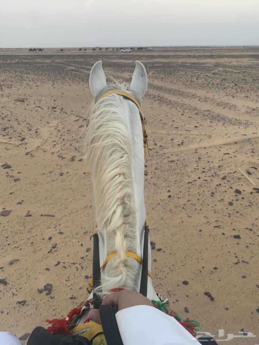 حصان كفو للبيع64382155680898111