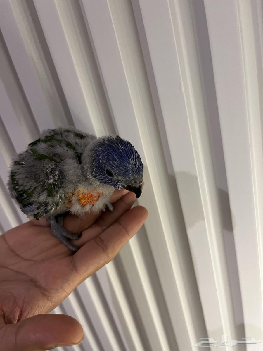 فرخ لوري تم البيع ربي يبارك لي الشاري64389806118529110