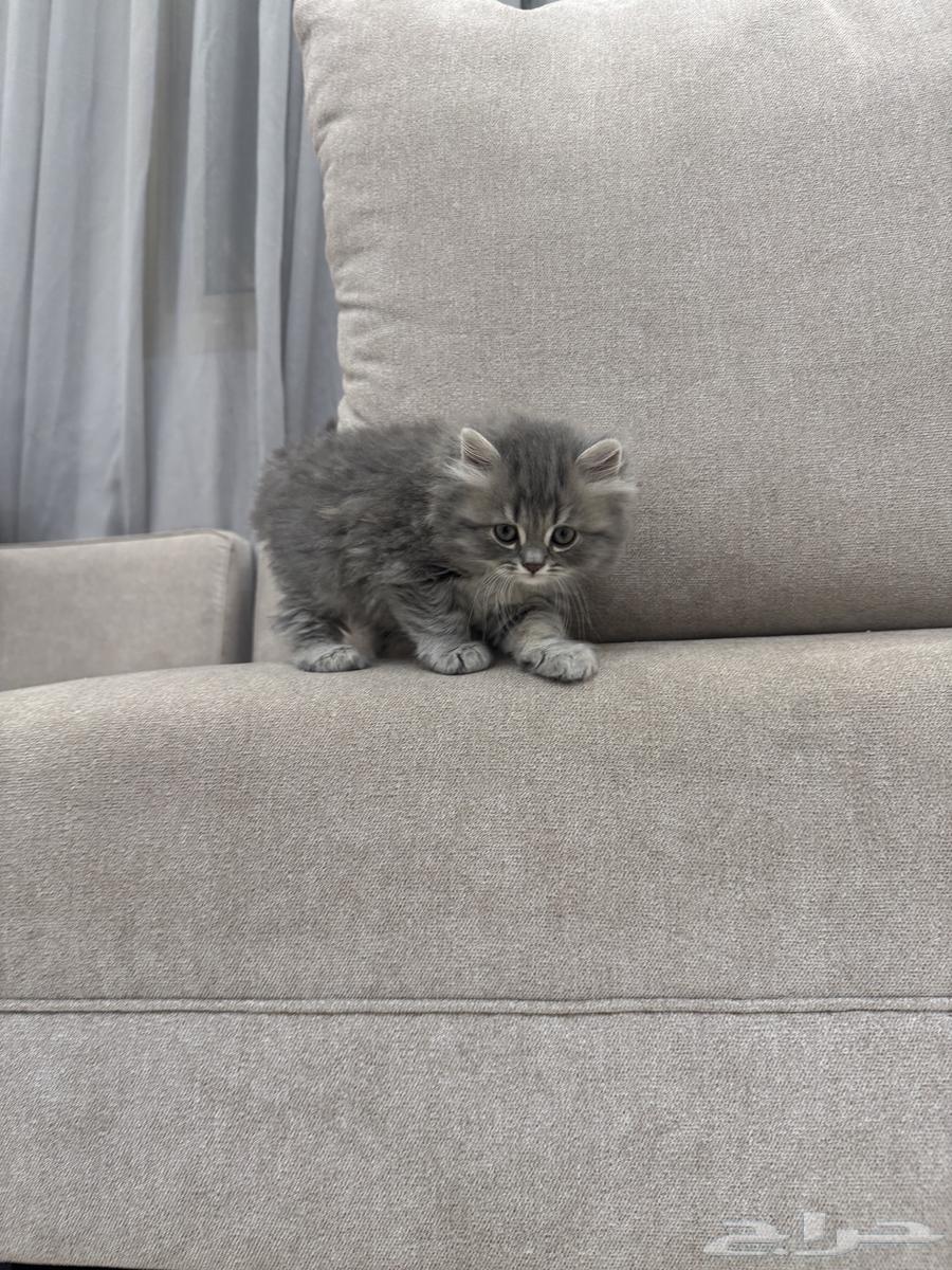 قط للبيع64389599061123113