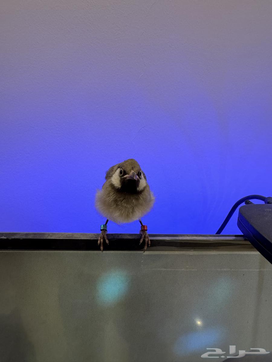 للبيع فرخ بلبل حساوي64377637670274112