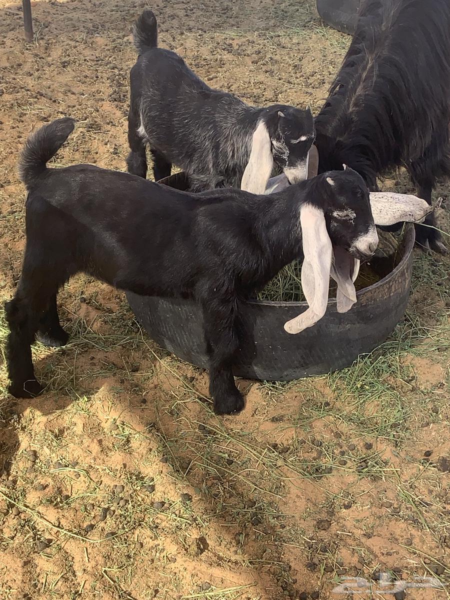 البدايع64380566013185111