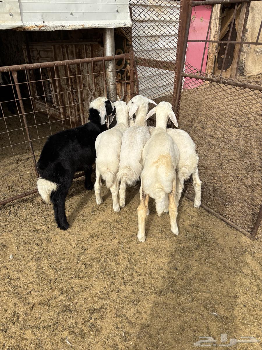 طليان للبيع64384148028162111