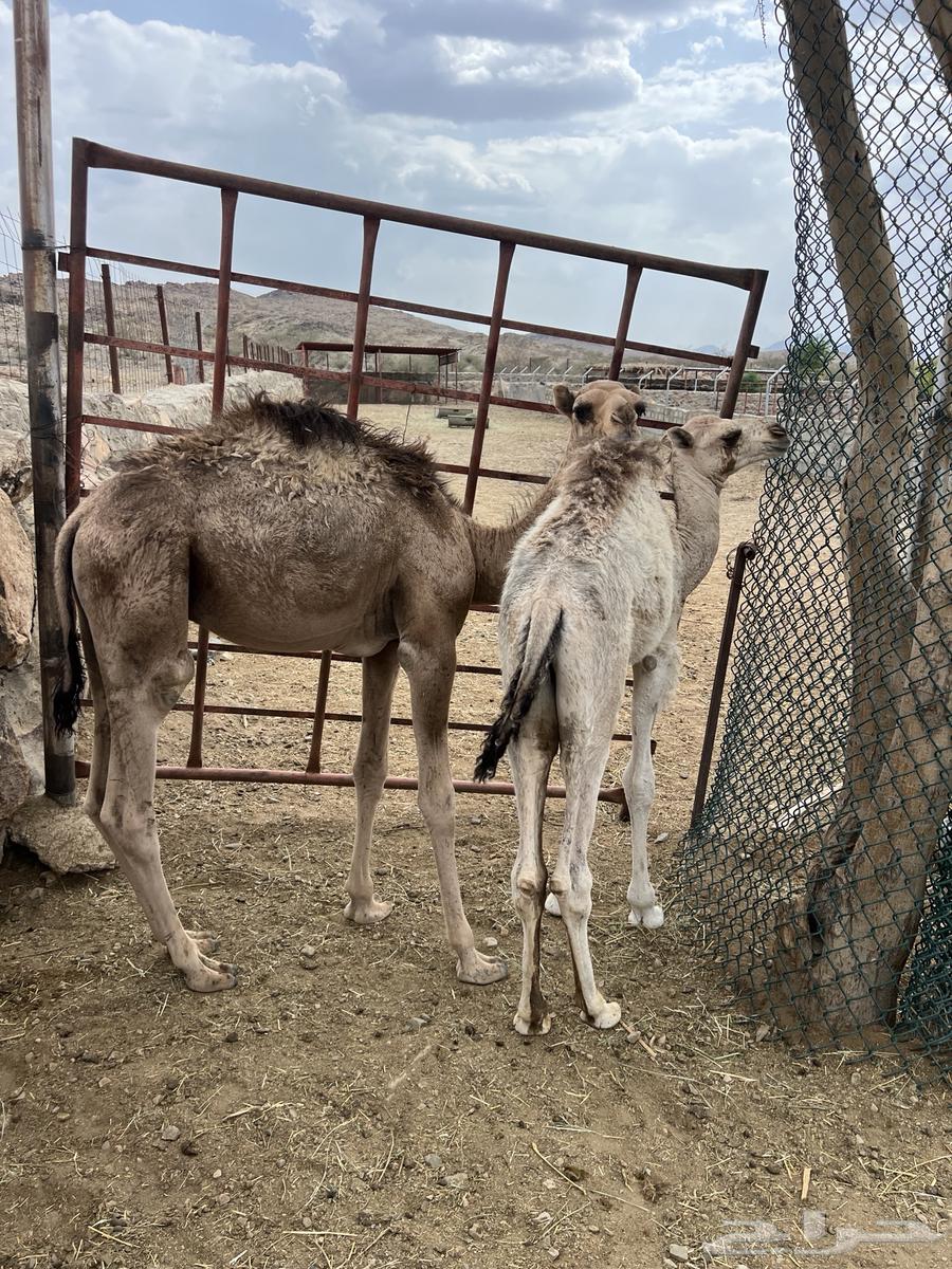 2 Hushwan for sale, located in Al-Balaa, west of Bisha64367974445698112