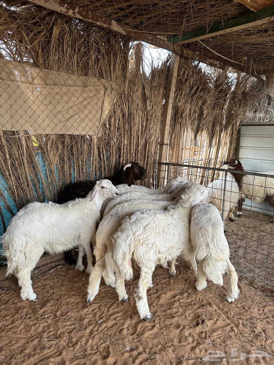 حري للبيع64387159606657114