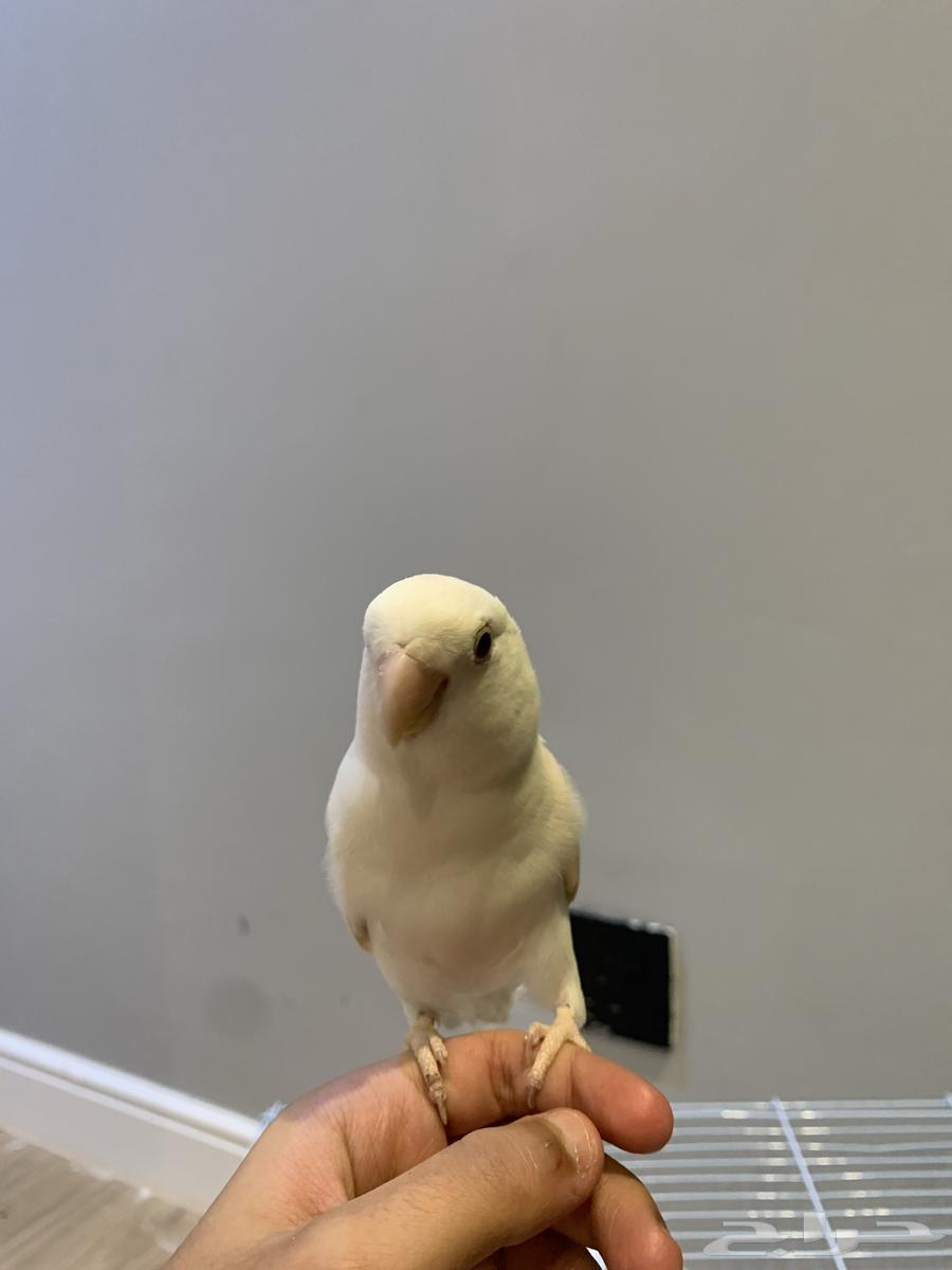 Day64388853572226113