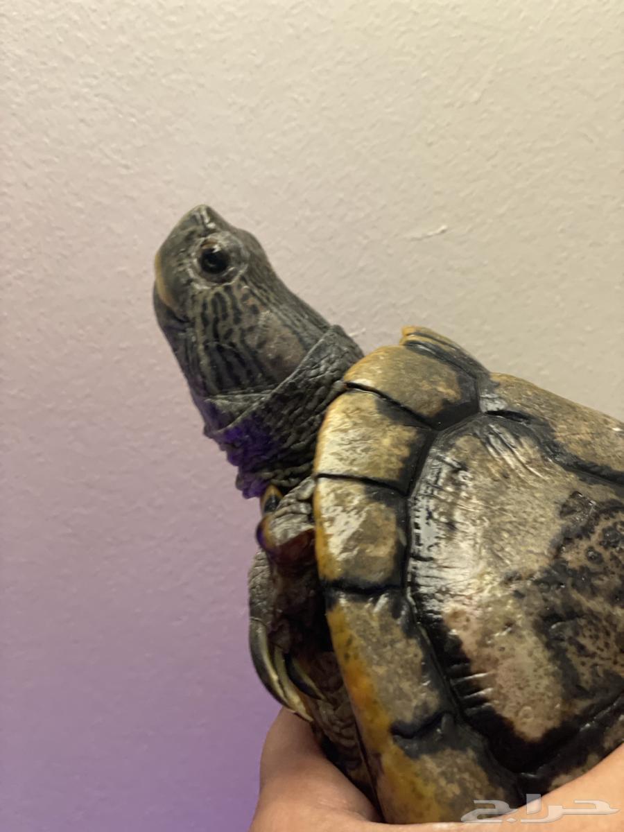 سلاحف برمائيه احجام كبيره64387494955779113