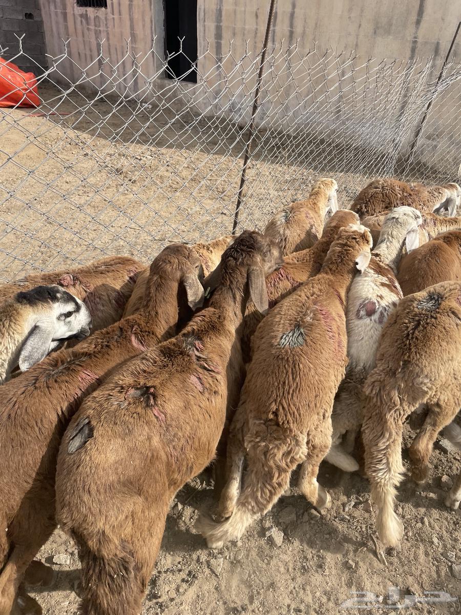 سواكن للبيع64386850221057110