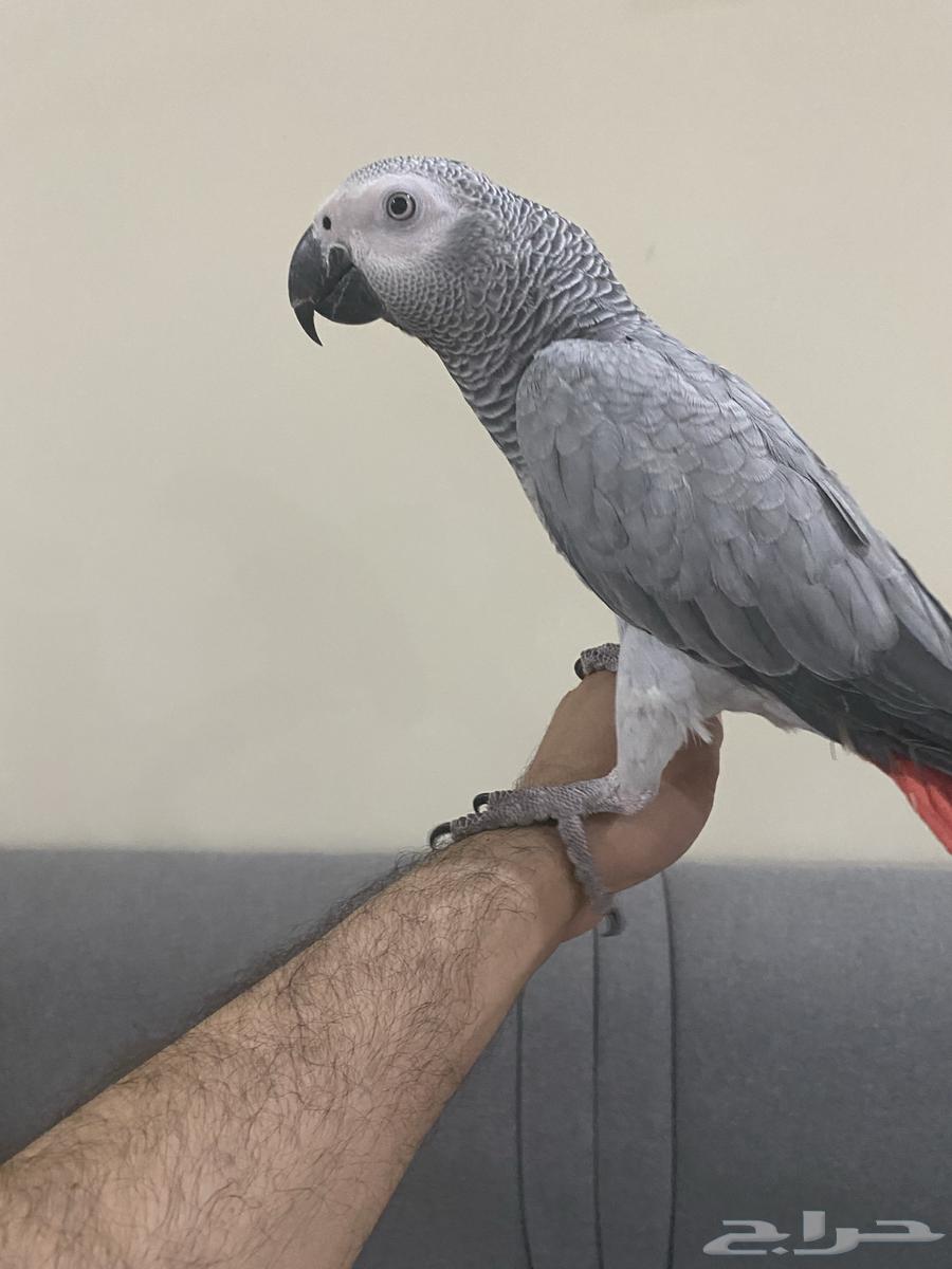 Very bright Casco parrot, local breeding, very tame, talking, age 11 months64383857517954113