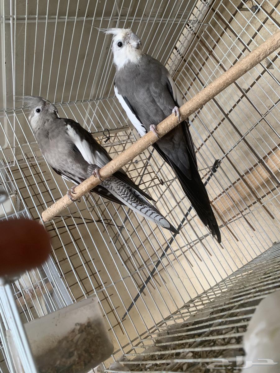 كروان وروز منتجه64384688907137112