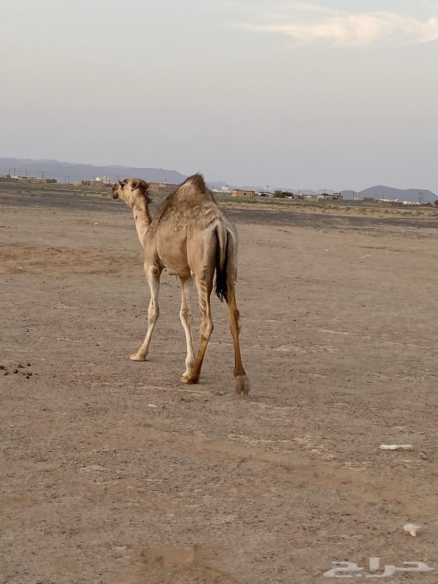 Extended sitting64379891373313113