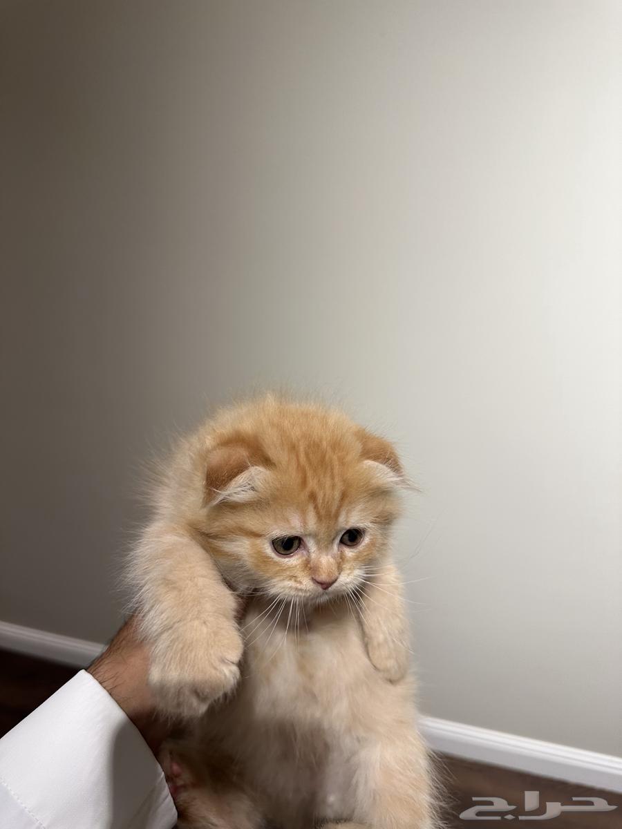 قطط كتن صغيرة فولد للبيع64379253482882112